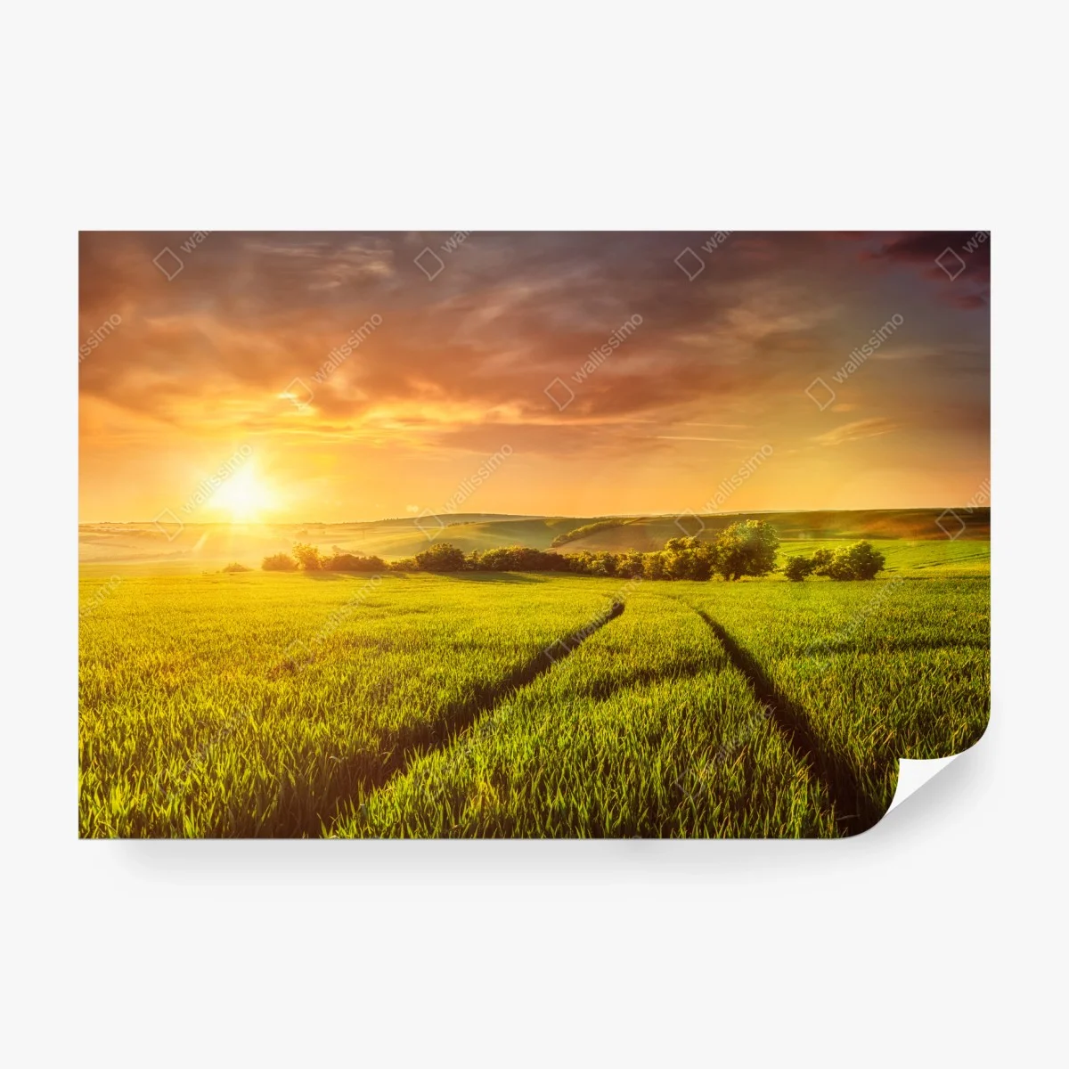 Wall mural sunlit meadow at sunset ⁕ Wallissimo® Wall mural sunlit meadow at sunset ⁕ Wallissimo®