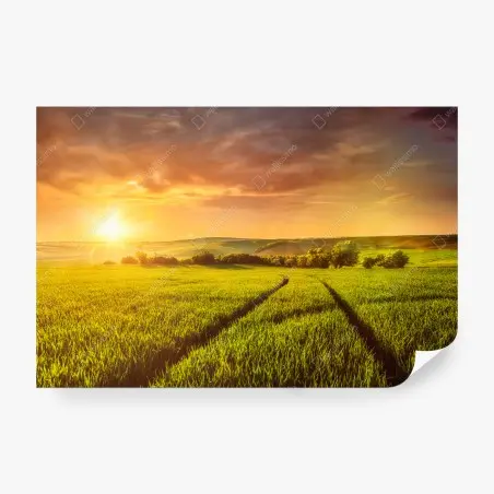 Wall mural sunlit meadow at sunset • Wallissimo®