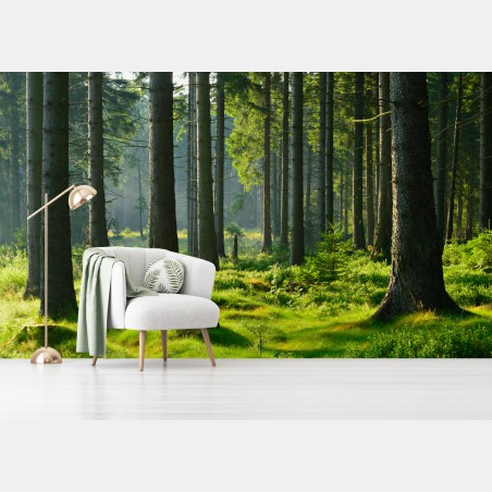 Wall mural sunlit green forest clearing • Wallissimo®