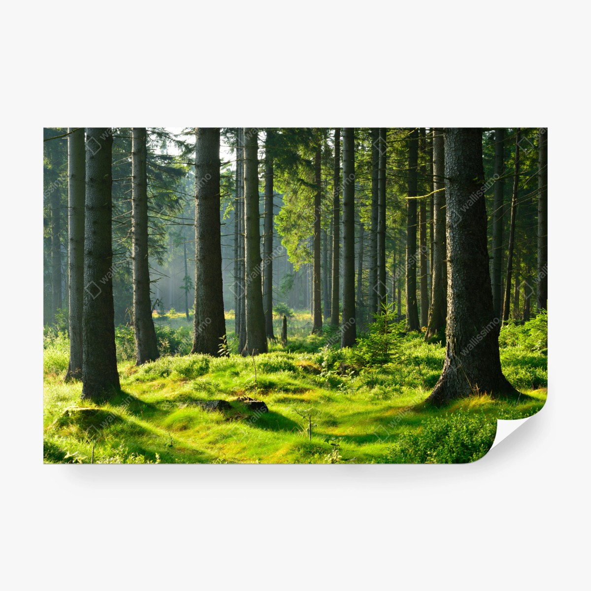 Wall mural sunlit green forest clearing • Wallissimo®