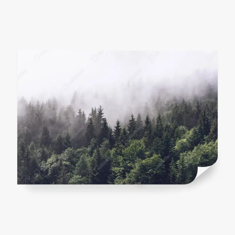 Wall mural misty conifer forest on a mountain slope