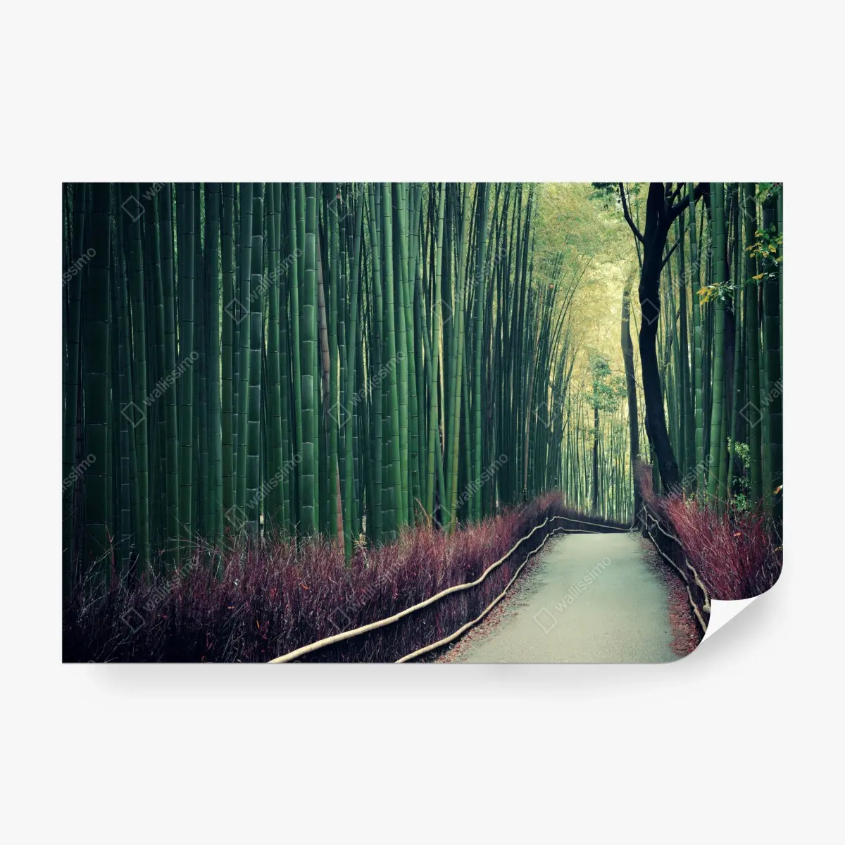 Wall mural serene bamboo grove pathway in Arashiyama ⁕ Wallissimo®