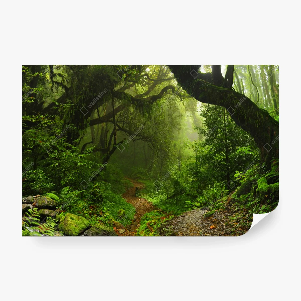 Wall mural enchanted mossy forest pathway ⁕ Wallissimo® Wall mural enchanted mossy forest pathway ⁕ Wallissimo®