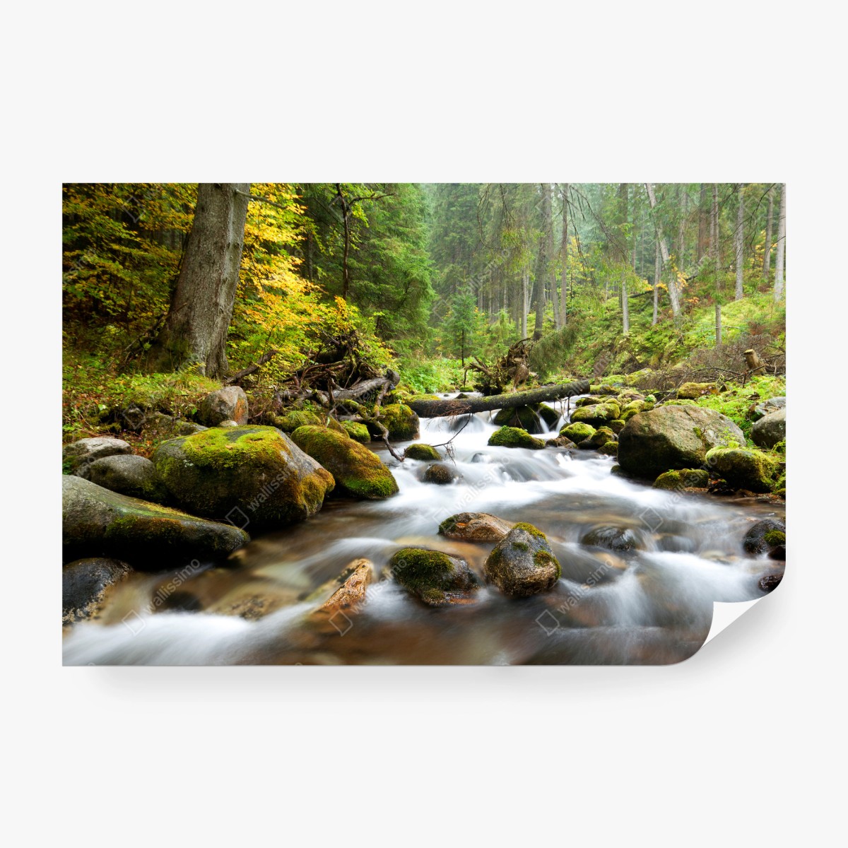 Wall mural mossy forest stream in autumn • Wallissimo®