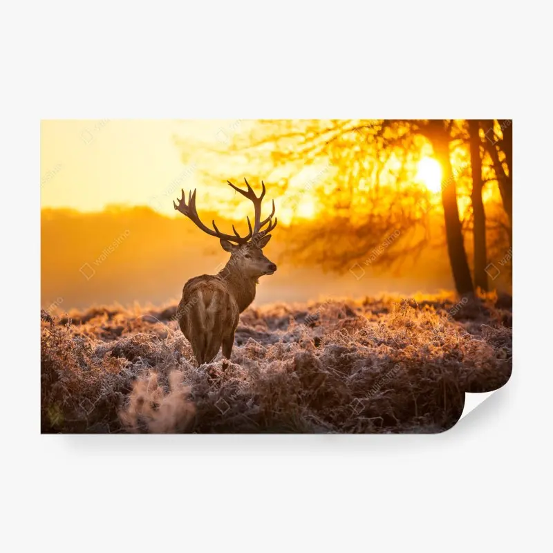 Wall mural golden stag at sunrise