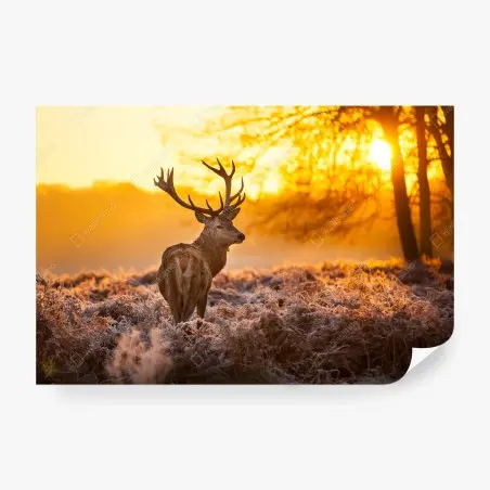 Wall mural golden stag at sunrise • Wallissimo®