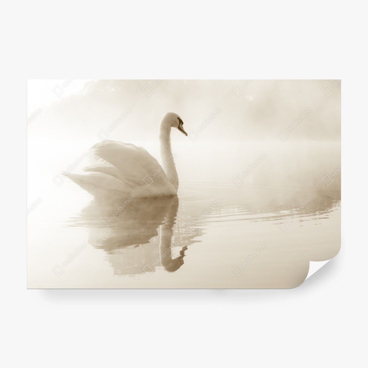 Wall mural elegant swan in misty reflection • Wallissimo®