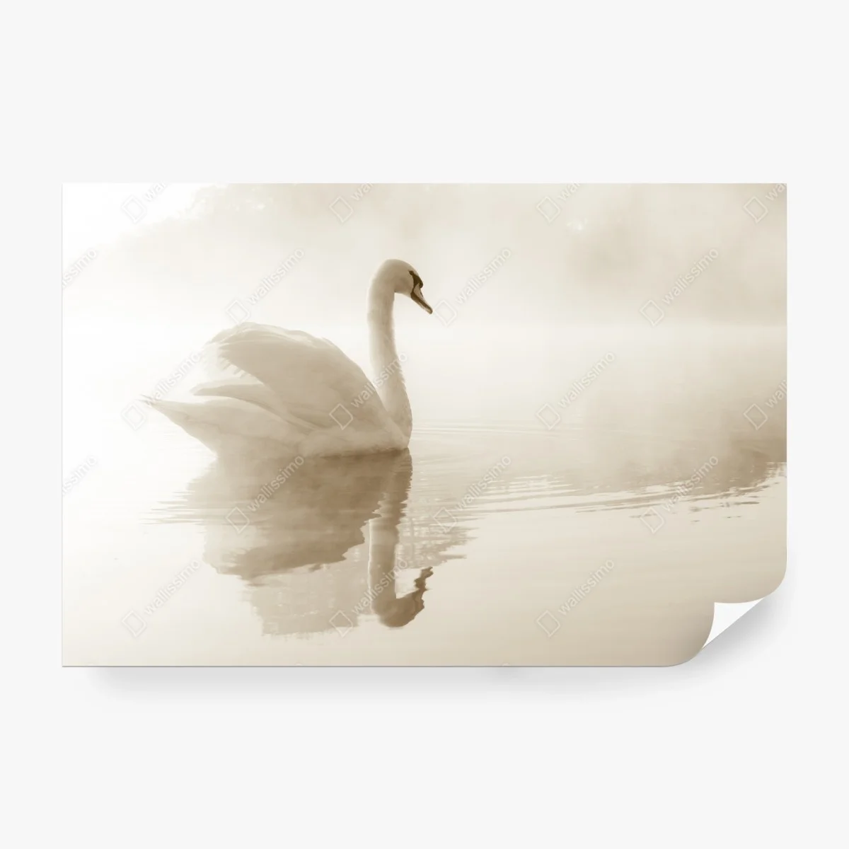 Wall mural elegant swan in misty reflection • Wallissimo®
