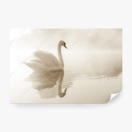 Wall mural elegant swan in misty reflection • Wallissimo®