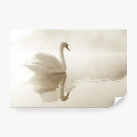 Wall mural elegant swan in misty reflection • Wallissimo®