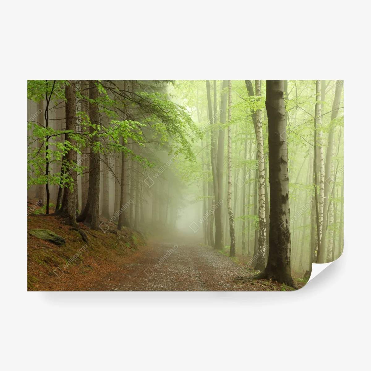 Wall mural misty forest path • Wallissimo®