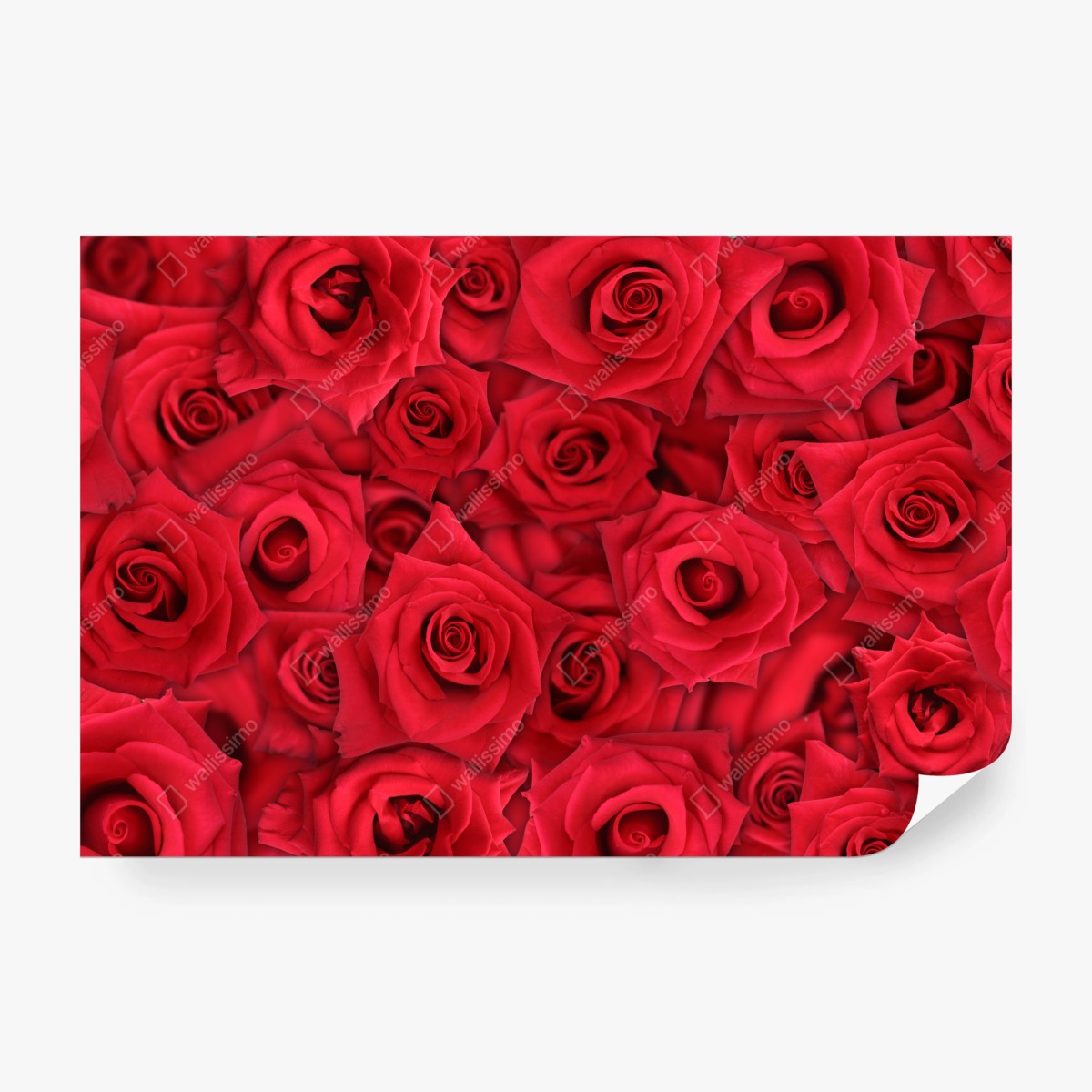 Wall mural vibrant red roses collage ⁕ Wallissimo®