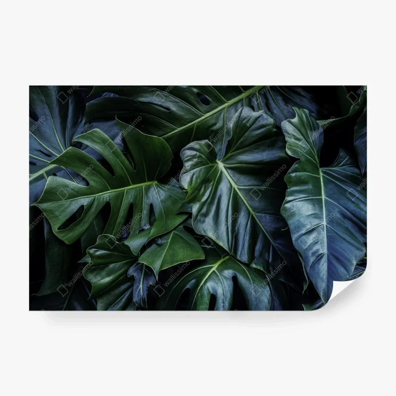 Wall mural lush tropical monstera foliage