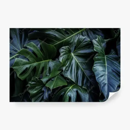 Wall mural lush tropical monstera foliage • Wallissimo®