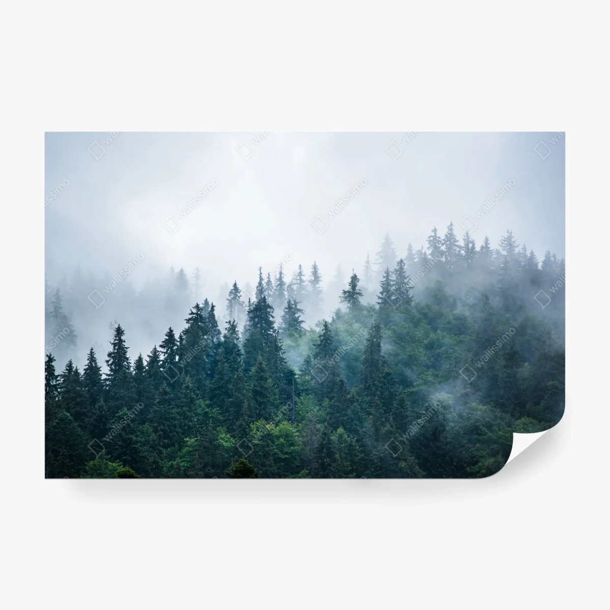 Wall mural misty evergreen forest • Wallissimo® Wall mural misty evergreen forest • Wallissimo®