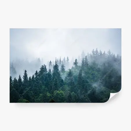 Wall mural misty evergreen forest • Wallissimo®