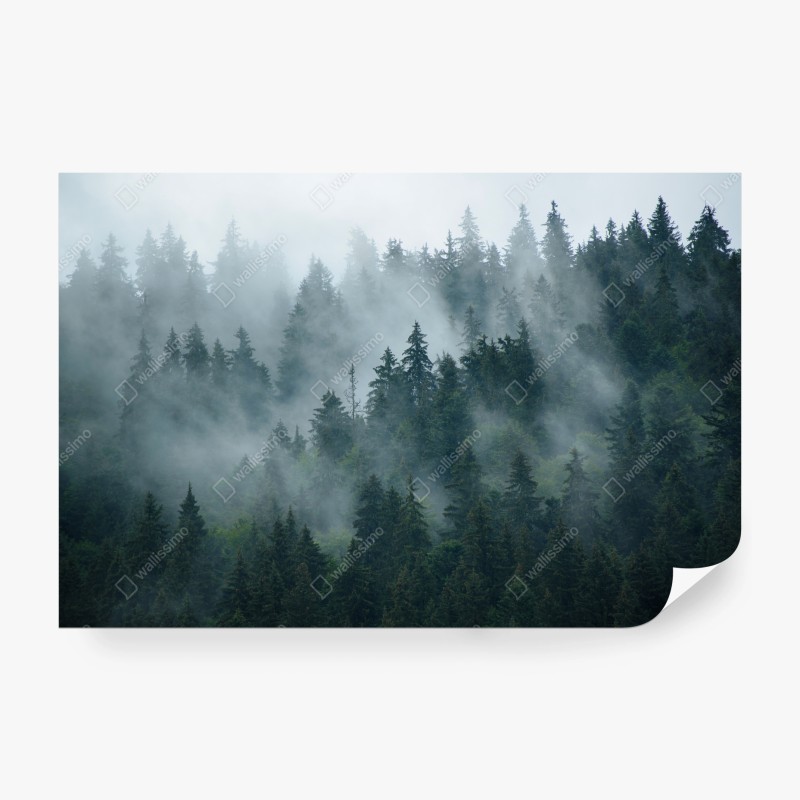 Wall mural misty evergreen forest