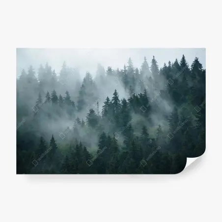 Wall mural misty evergreen forest • Wallissimo®