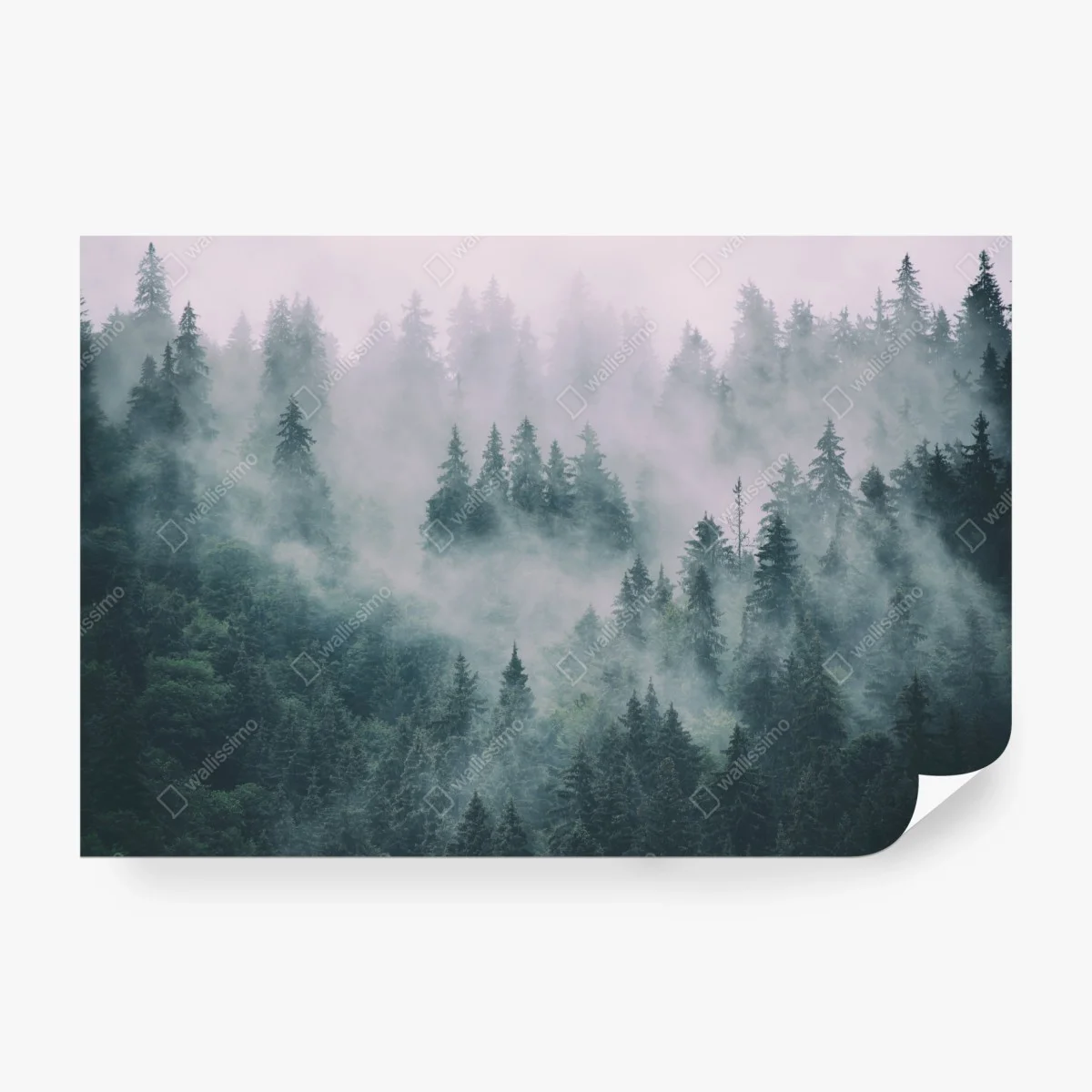 Wall mural misty evergreen forest panorama • Wallissimo®