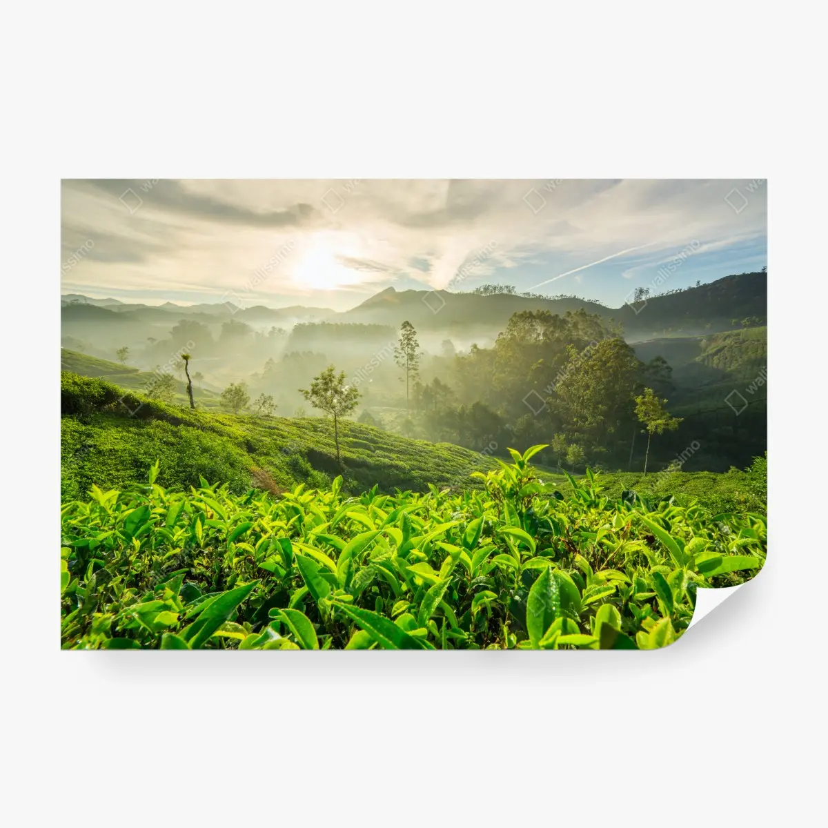 Wall mural sunrise over Munnar tea plantations • Wallissimo®