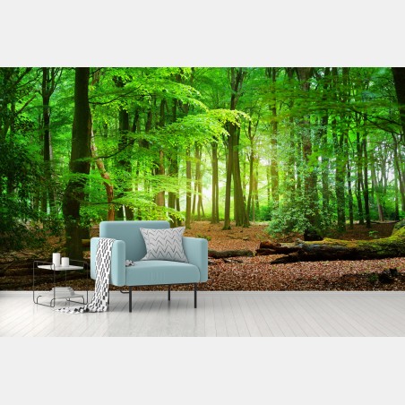 Wall mural sunlit green forest • Wallissimo®