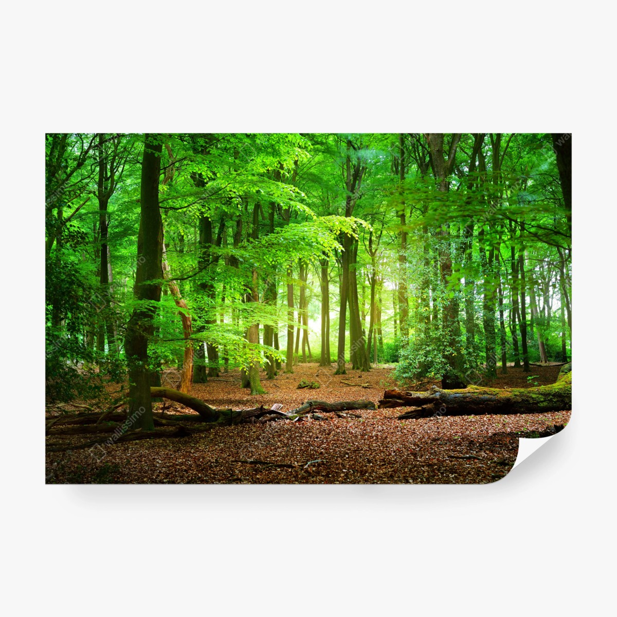 Wall mural sunlit green forest • Wallissimo®