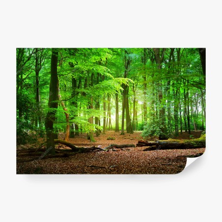 Wall mural sunlit green forest • Wallissimo®