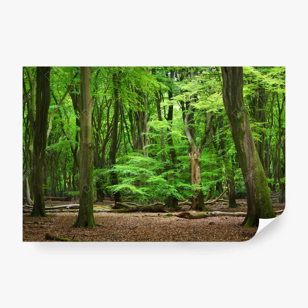 Wall mural serene green forest canopy • Wallissimo®