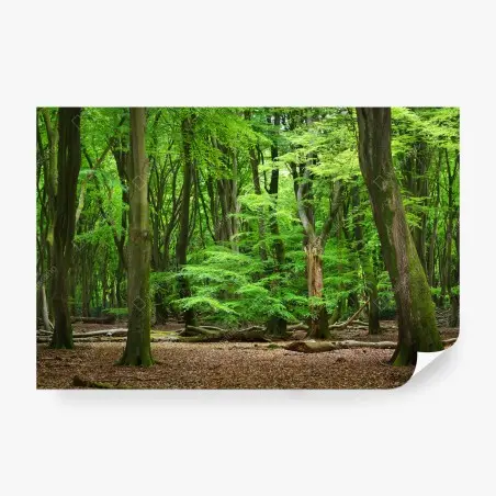 Wall mural serene green forest canopy • Wallissimo®