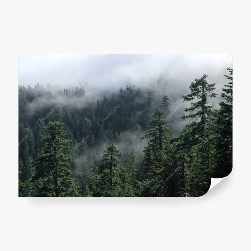 Wall mural misty forest view from Larch Mount, Oregon