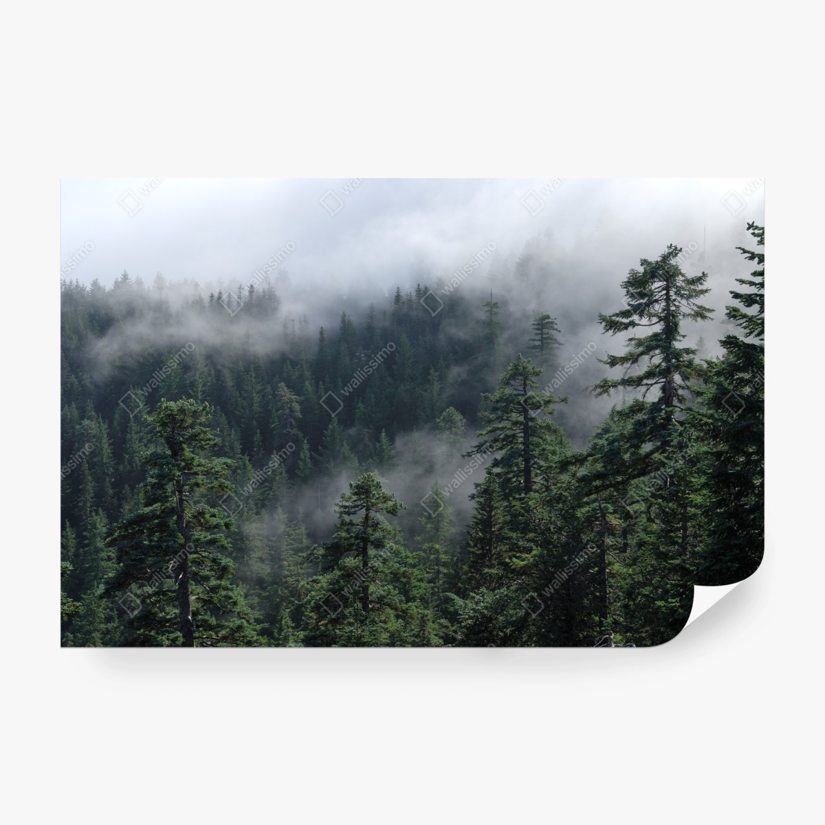 Wall mural misty forest view from Larch Mount, Oregon ⁕ Wallissimo® Wall mural misty forest view from Larch Mount, Oregon ⁕ Wallissimo®
