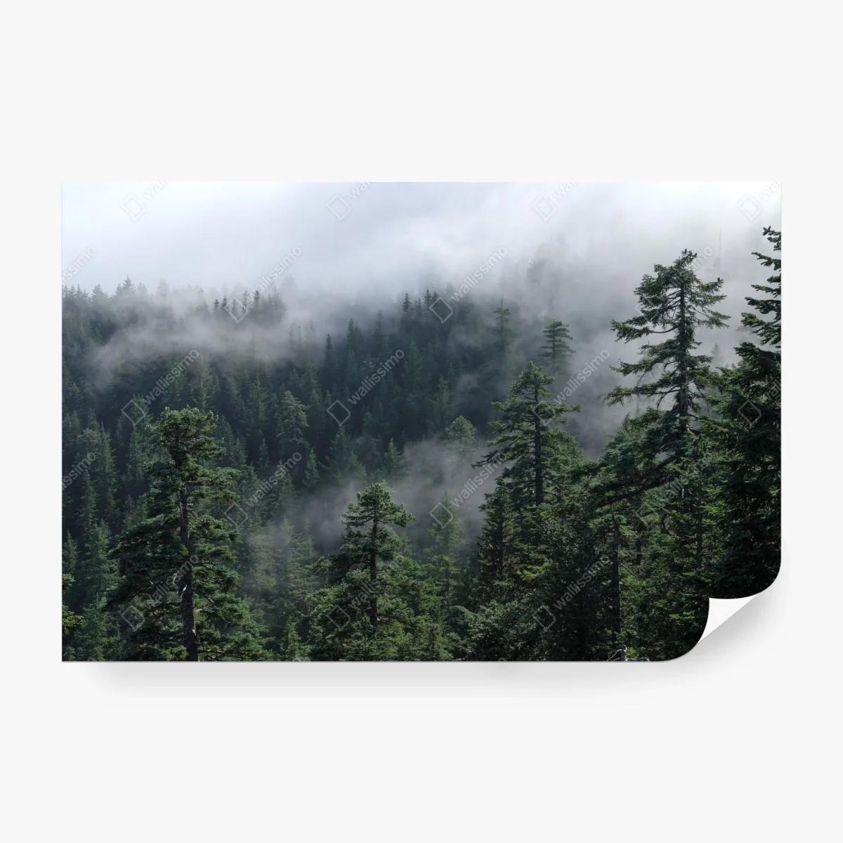 Wall mural misty forest view from Larch Mount, Oregon • Wallissimo® Wall mural misty forest view from Larch Mount, Oregon • Wallissimo®