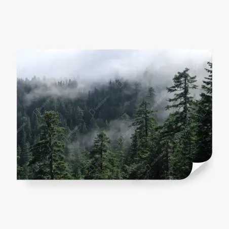Wall mural misty forest view from Larch Mount, Oregon • Wallissimo®