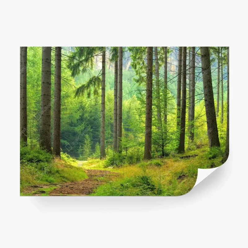 Wall mural sunlit forest trail