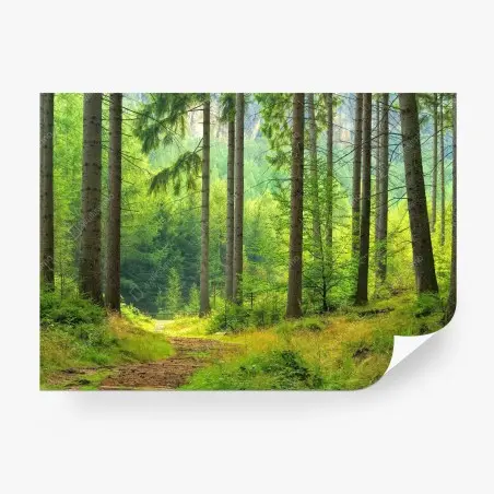 Wall mural sunlit forest trail • Wallissimo®