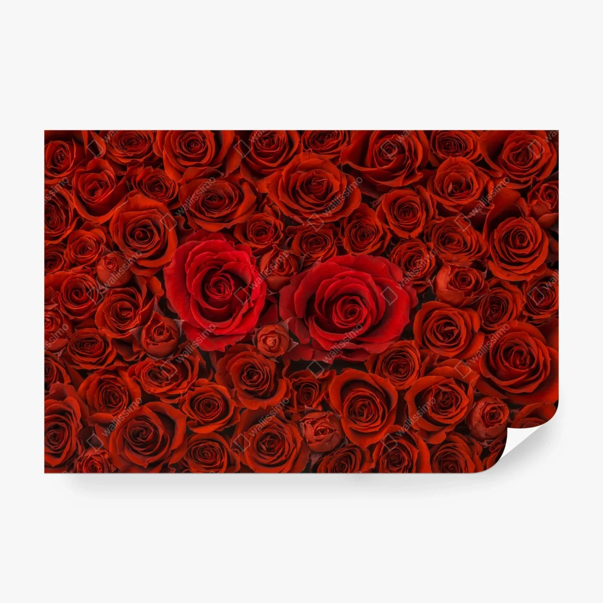 Wall mural lush red rose collage ⁕ Wallissimo®