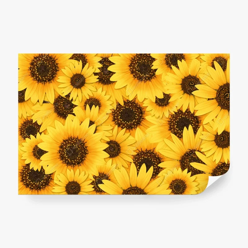 Wall mural golden sunflower bloom pattern
