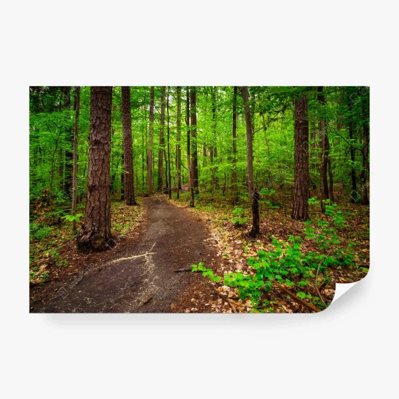 Wall mural serene green forest trail