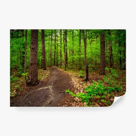 Wall mural serene green forest trail • Wallissimo®