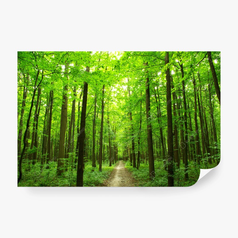 Wall mural tranquil forest pathway
