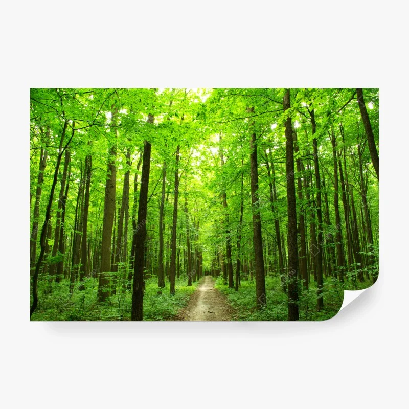 Wall mural tranquil forest pathway