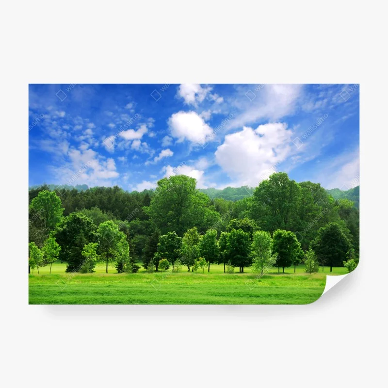 Wall mural summer green forest under blue sky