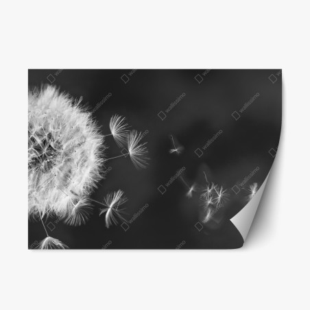 Repositionable sticker floating dandelion seeds • Wallissimo®