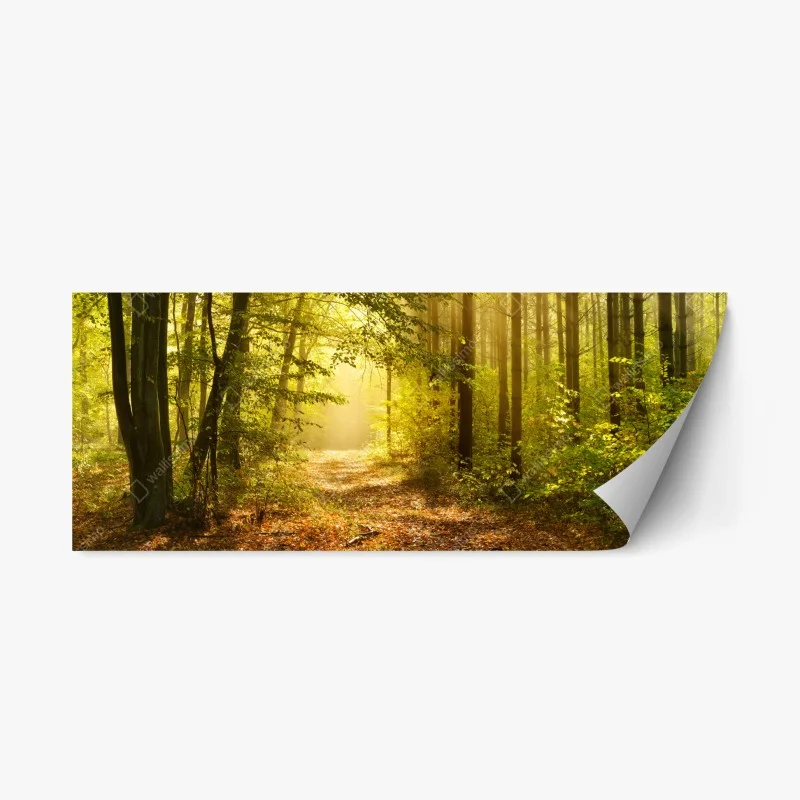 Repositionable sticker sunlit forest path in autumn