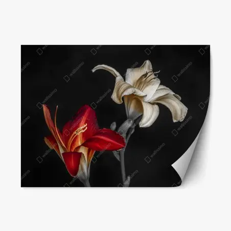 Repositionable sticker dramatic red and ivory lilies on black background • Wallissimo®
