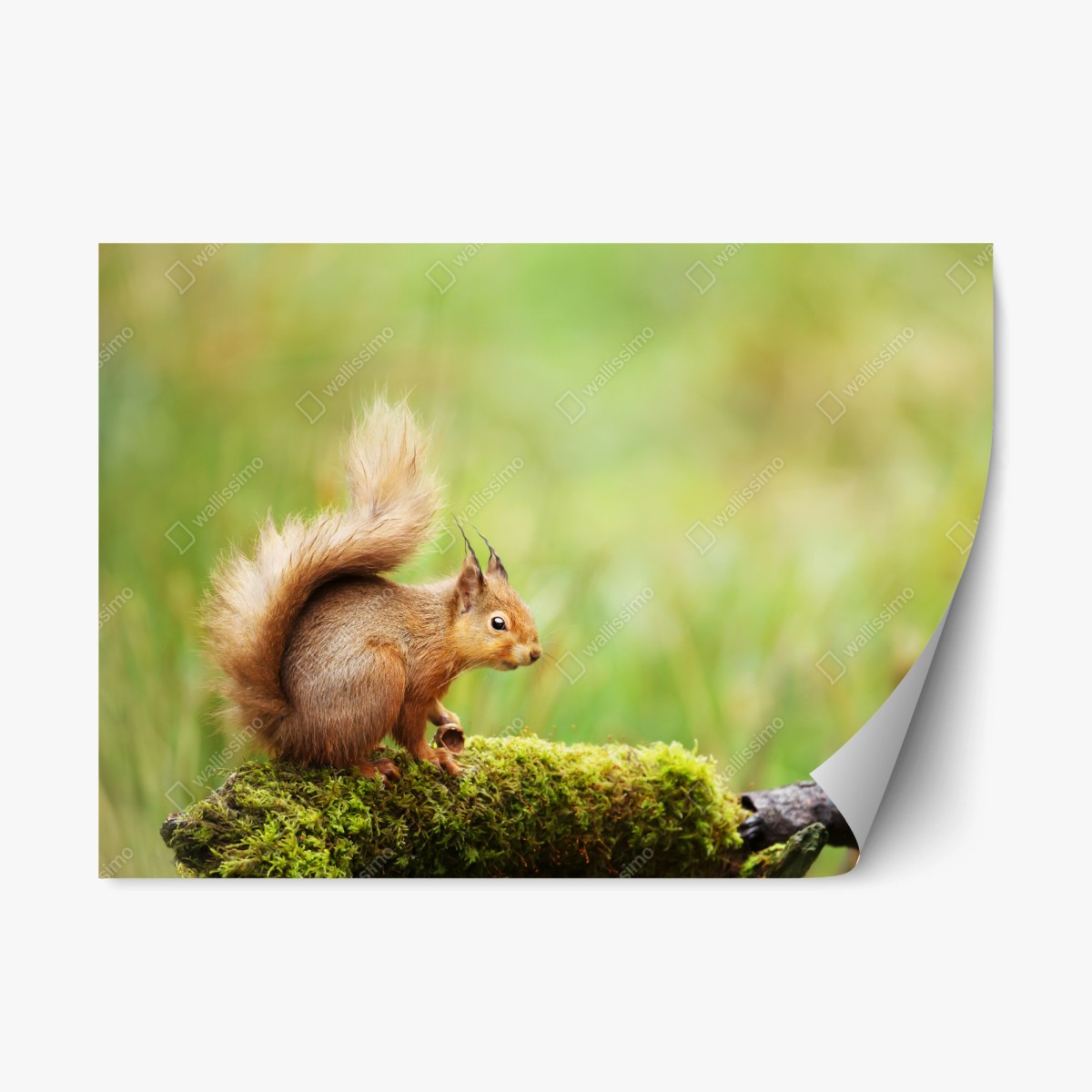 Repositionable sticker curious red squirrel on mossy log • Wallissimo® Repositionable sticker curious red squirrel on mossy log • Wallissimo®