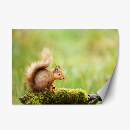 Repositionable sticker curious red squirrel on mossy log • Wallissimo®