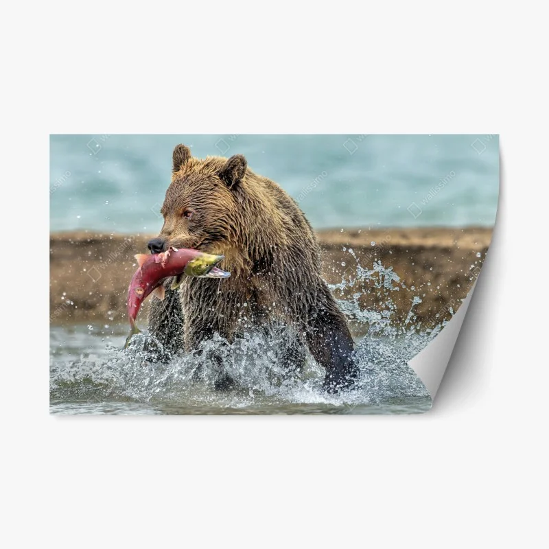 Repositionable sticker brown bear catching salmon in river