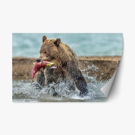 Repositionable sticker brown bear catching salmon in river • Wallissimo®