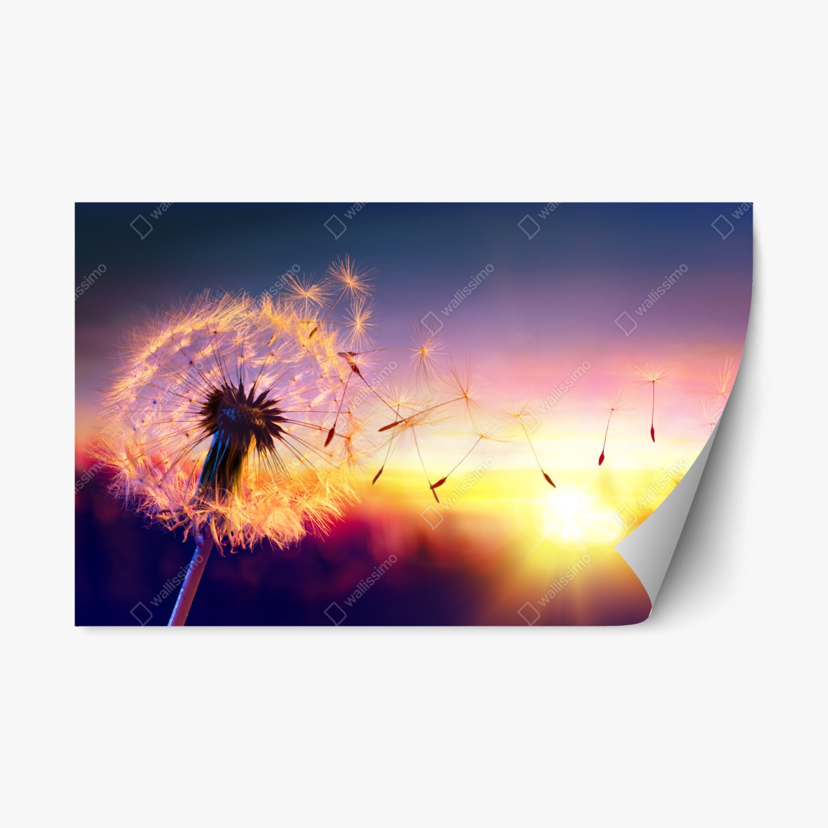 Repositionable sticker golden dandelion at sunset • Wallissimo®